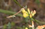 Bird's-foot trefoil